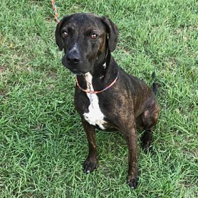 Cocoa Puff — Bryan Animal Center